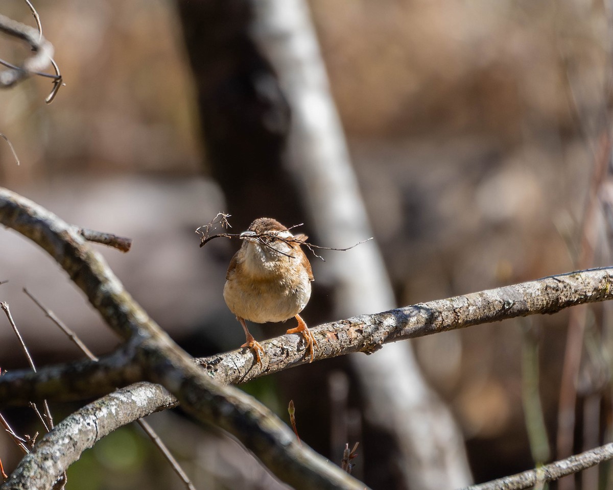 Carolina Wren - ML632706985