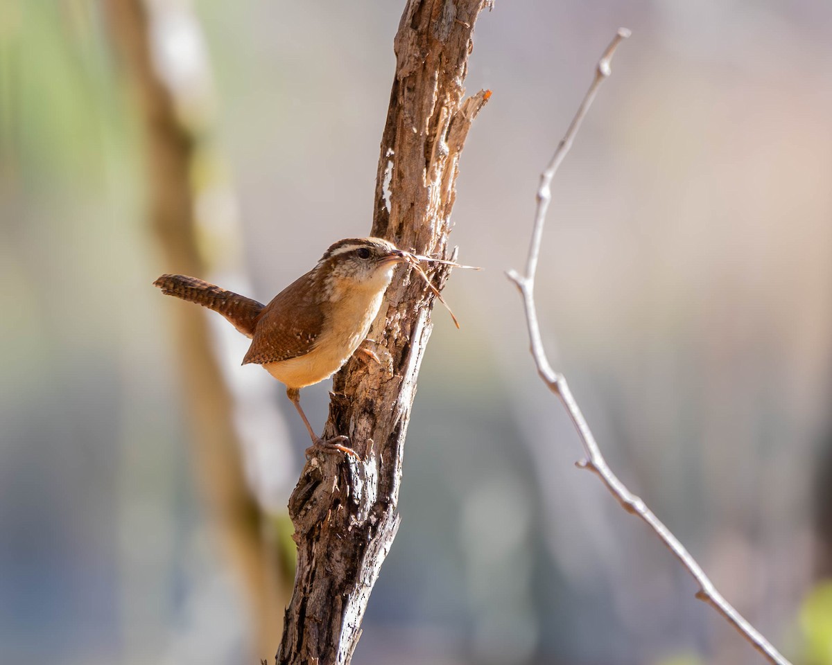 Carolina Wren - ML632706986