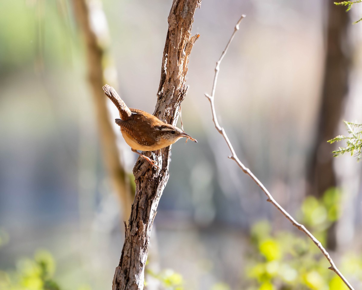 Carolina Wren - ML632706987