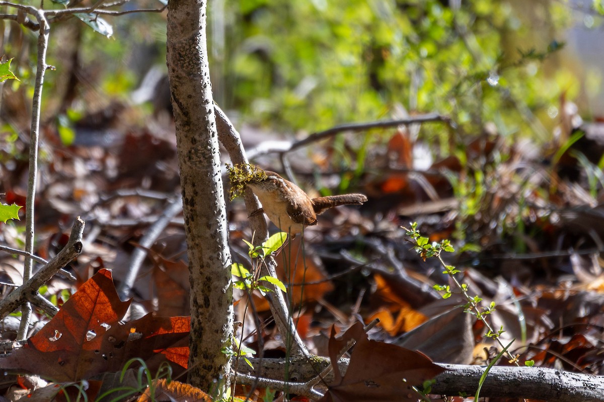 Carolina Wren - ML632706988