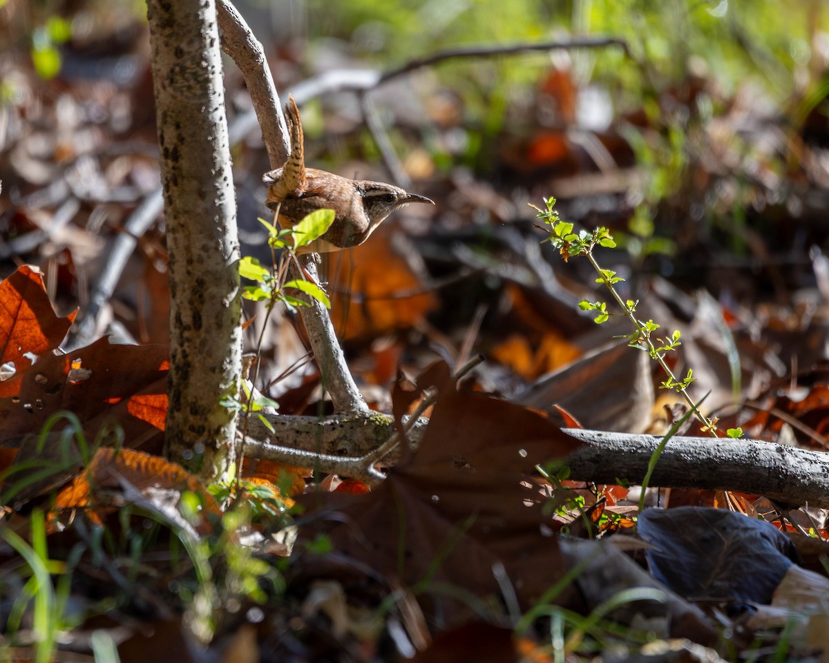 Carolina Wren - ML632706990