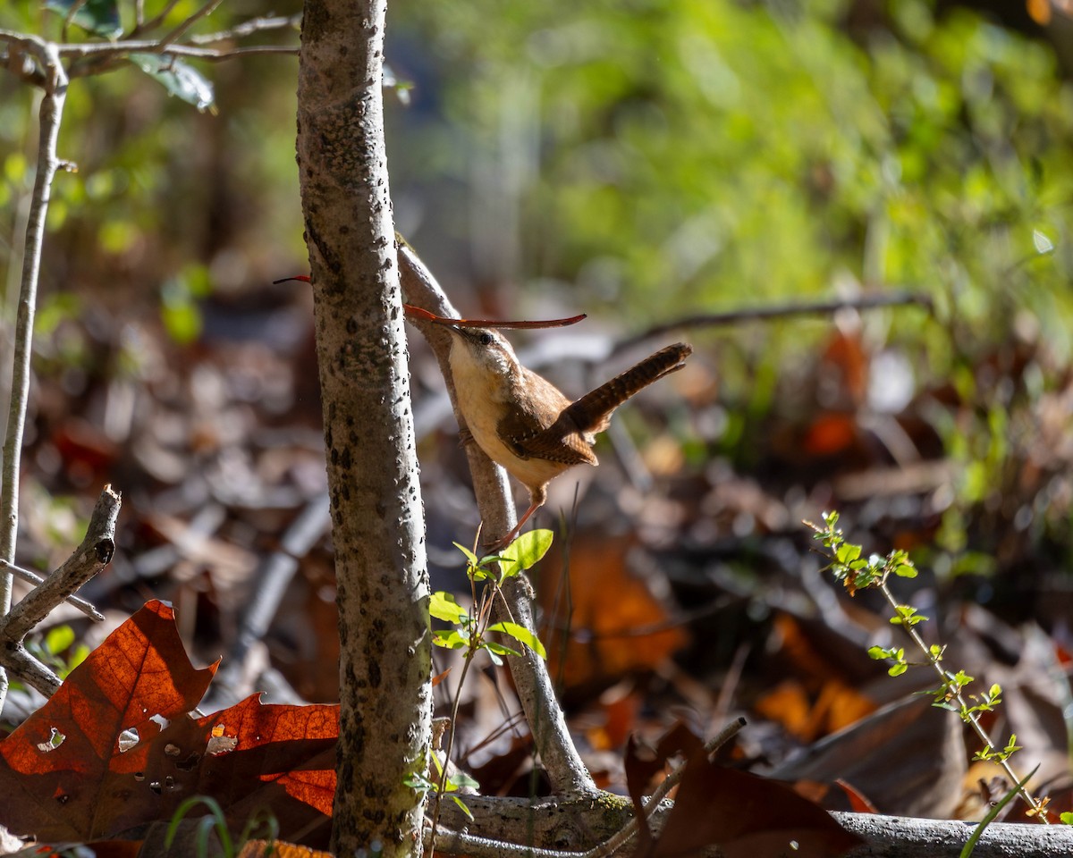 Carolina Wren - ML632706991