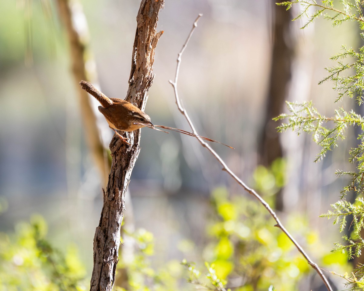 Carolina Wren - ML632706992