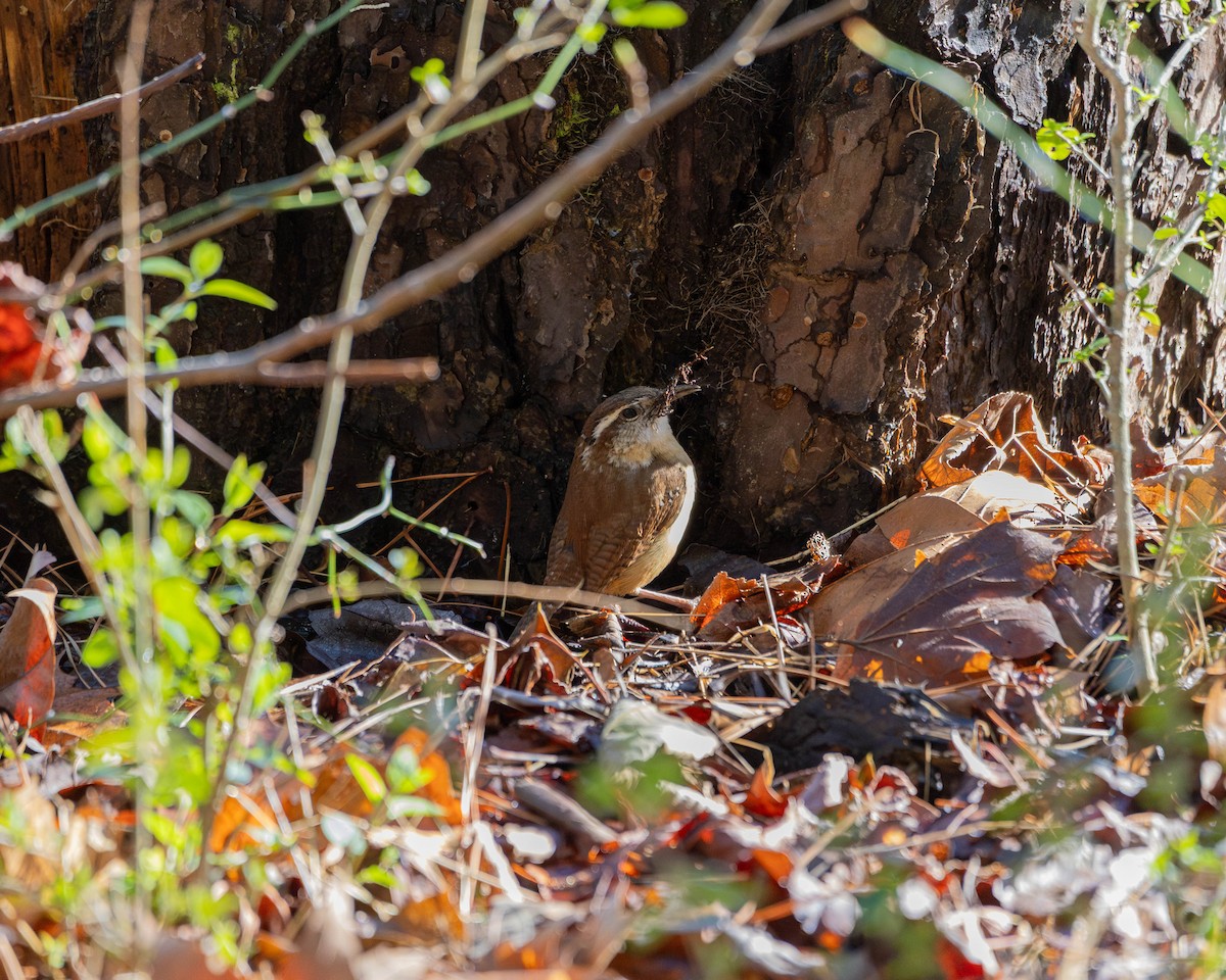 Carolina Wren - ML632706994