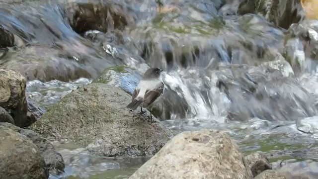 Torrent Tyrannulet - ML632707003