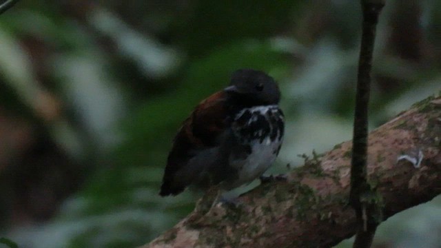 Spotted Antbird - ML632707180