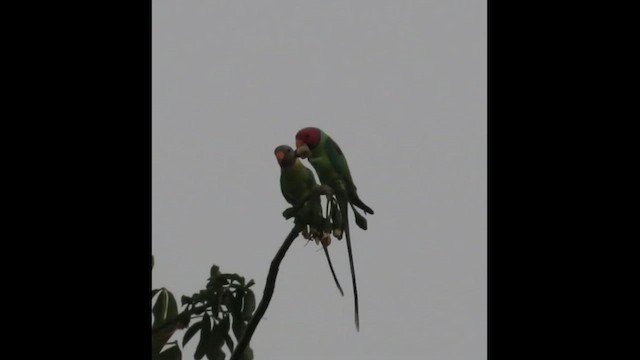 Plum-headed Parakeet - ML632707210