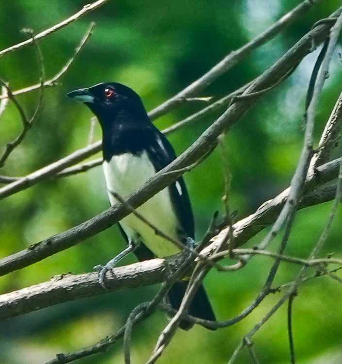 Black-and-white Tanager - ML632707216