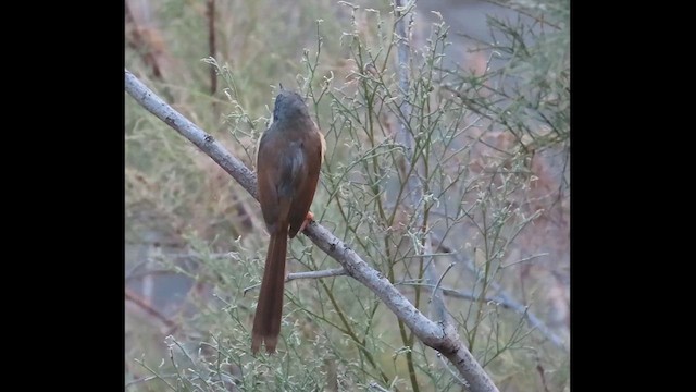 Ashy Prinia - ML632707253