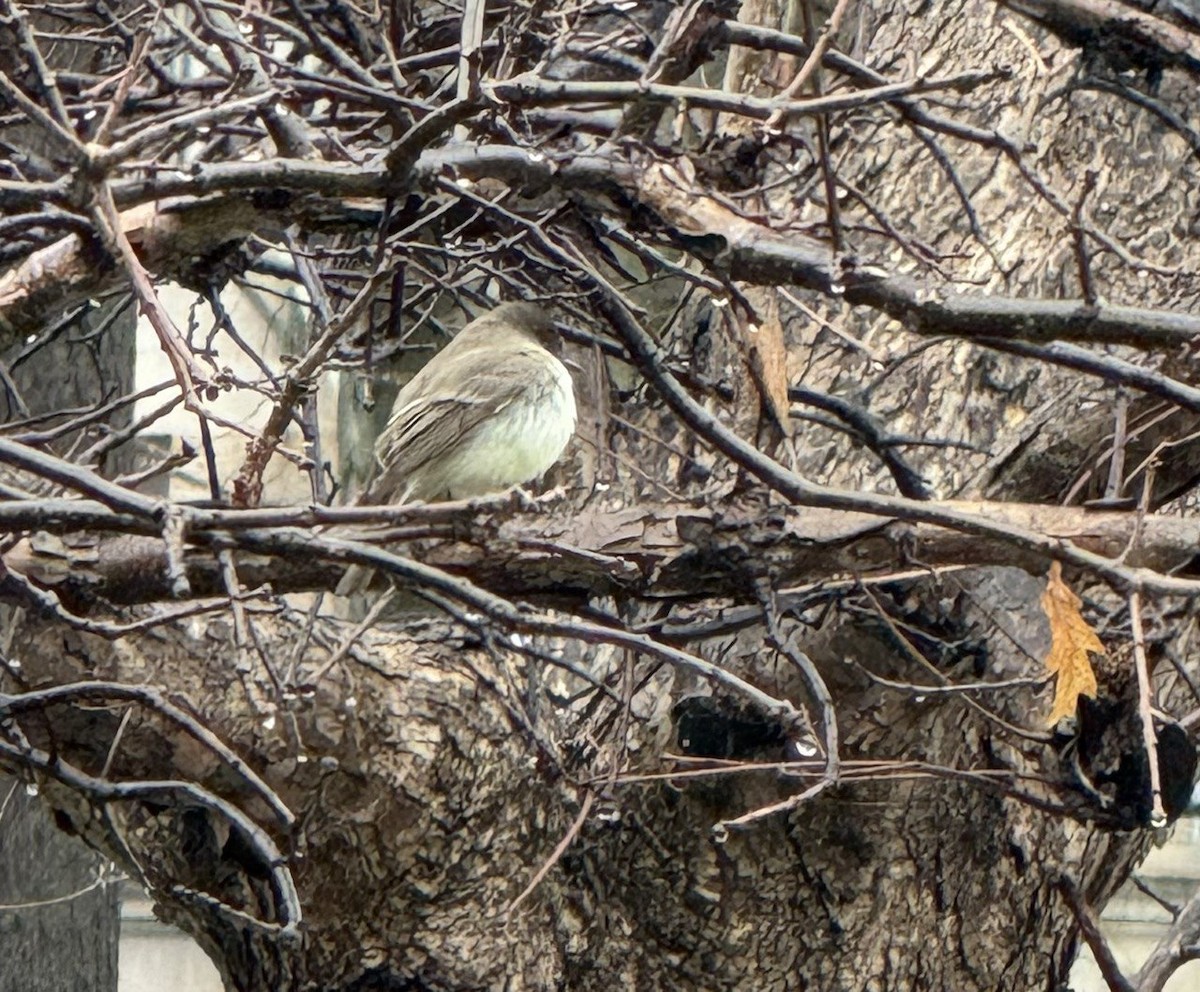 Eastern Phoebe - ML632707510