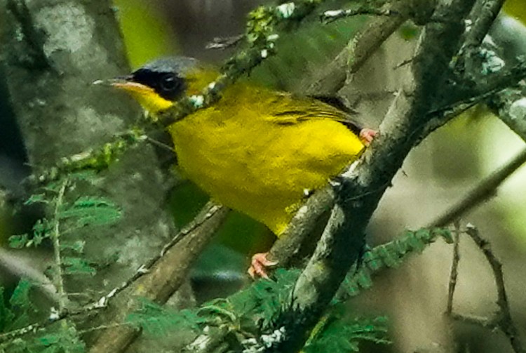 Black-lored Yellowthroat - ML632707520