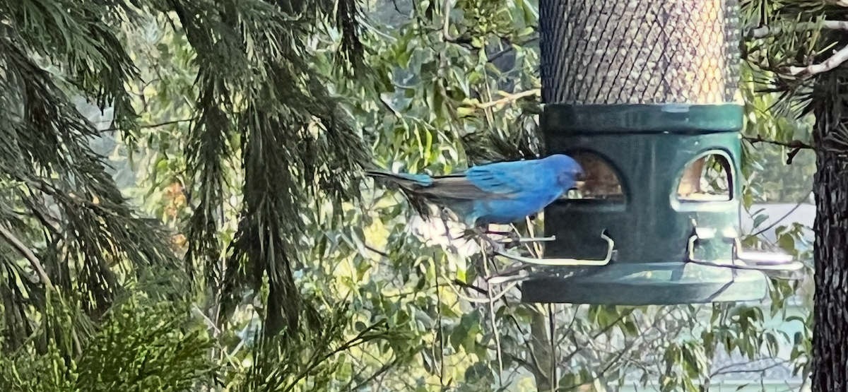 Indigo Bunting - ML632707623