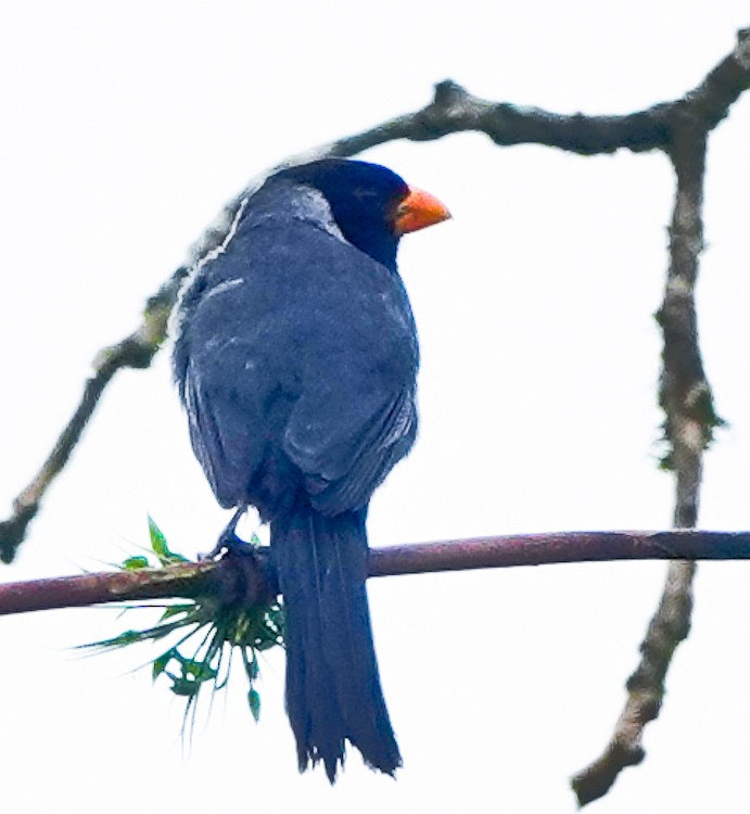 Black-cowled Saltator - ML632707645