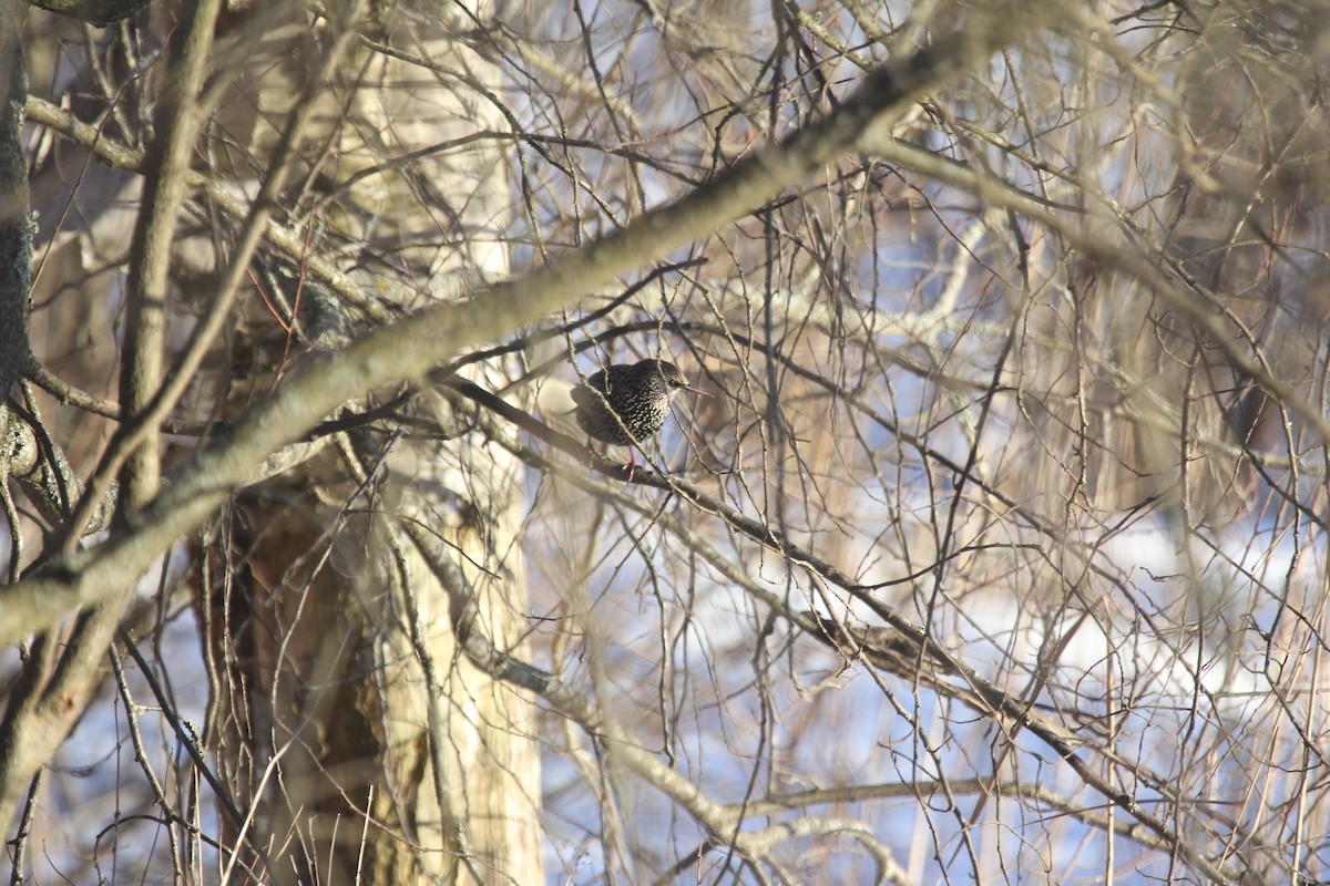 European Starling - ML632707795