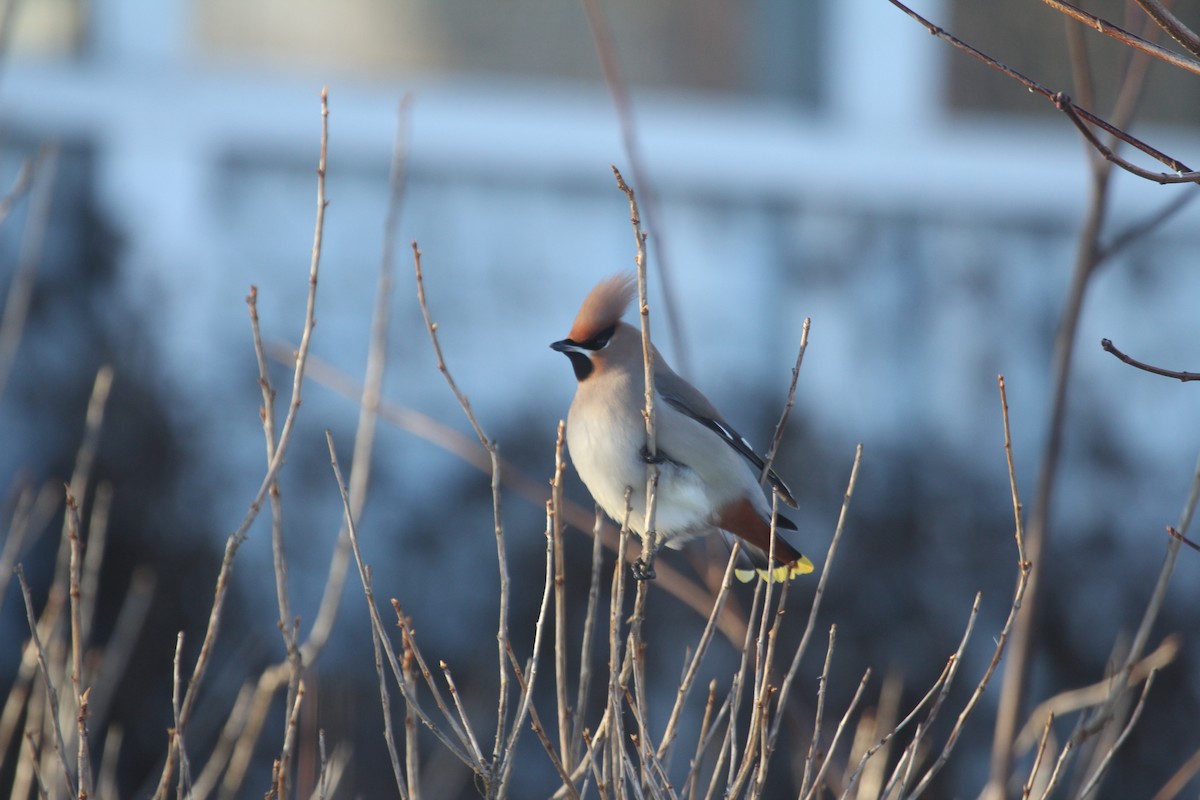 Bohemian Waxwing - ML632707796