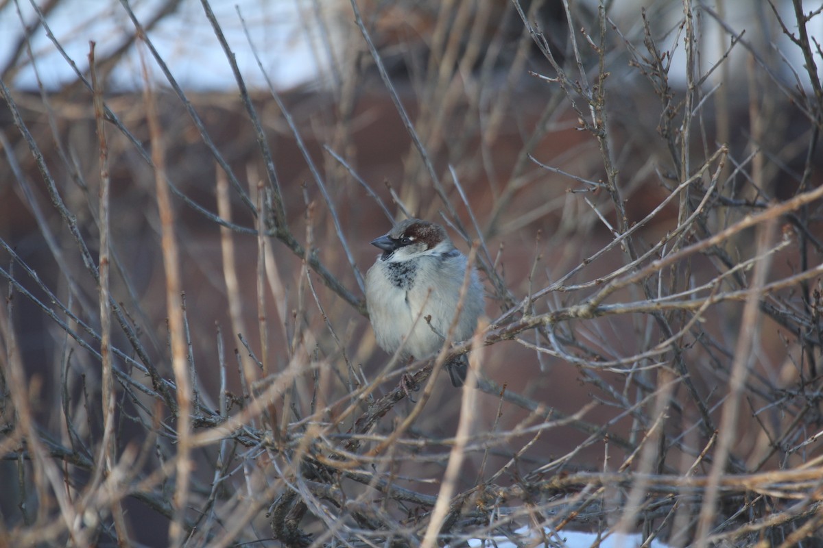House Sparrow - ML632707801