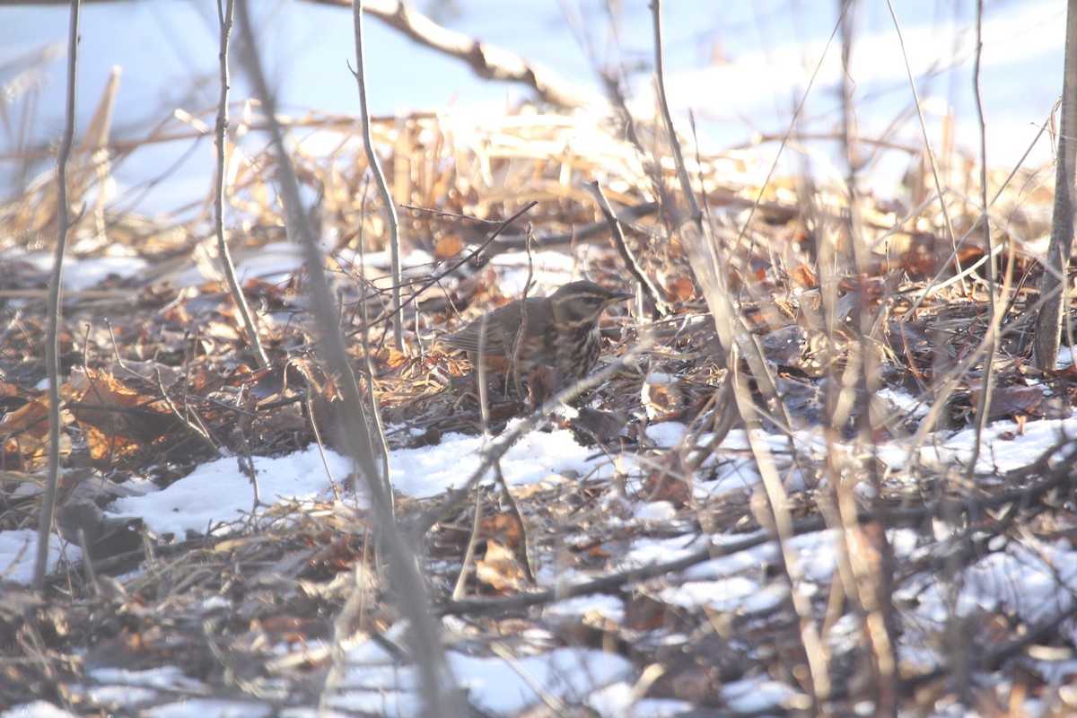 Redwing - ML632707811