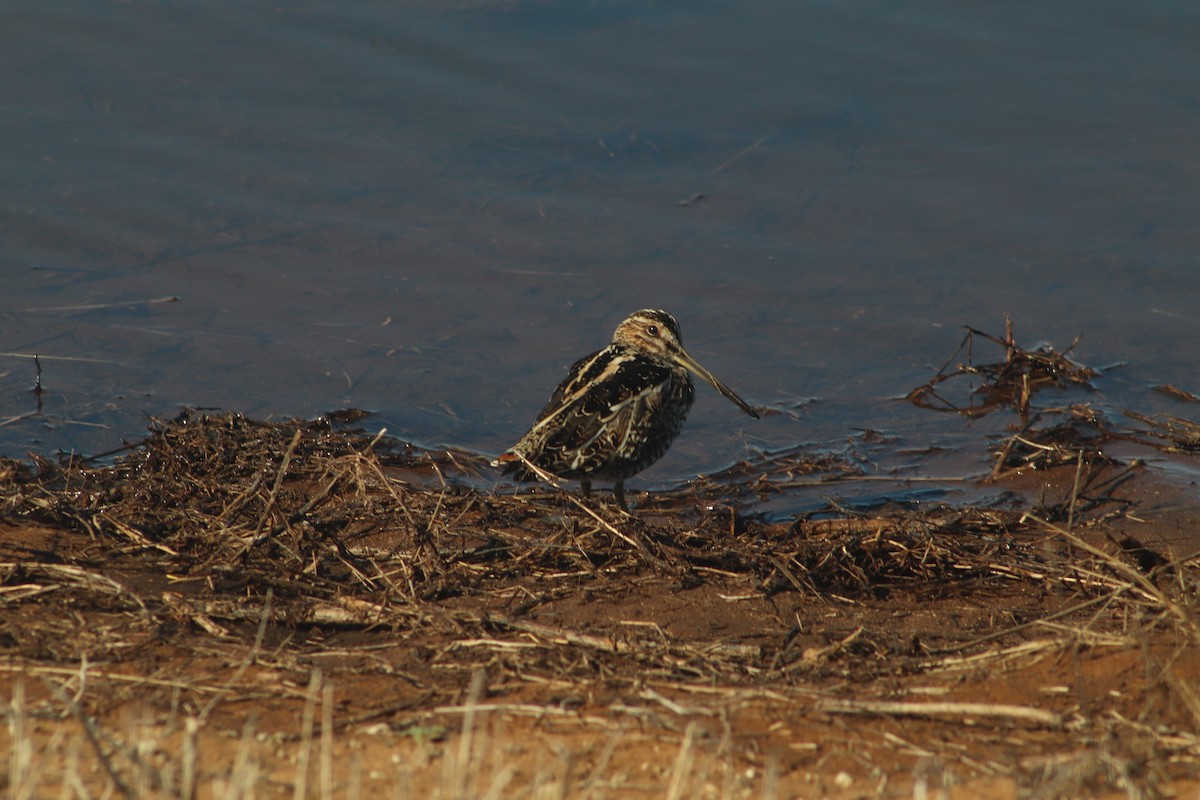 bekasina severoamerická - ML632707848