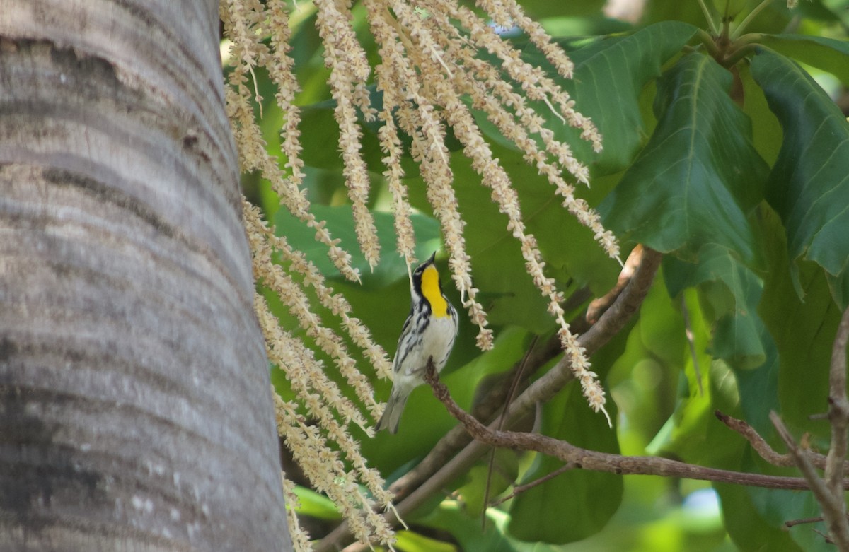 Yellow-throated Warbler - ML632707980
