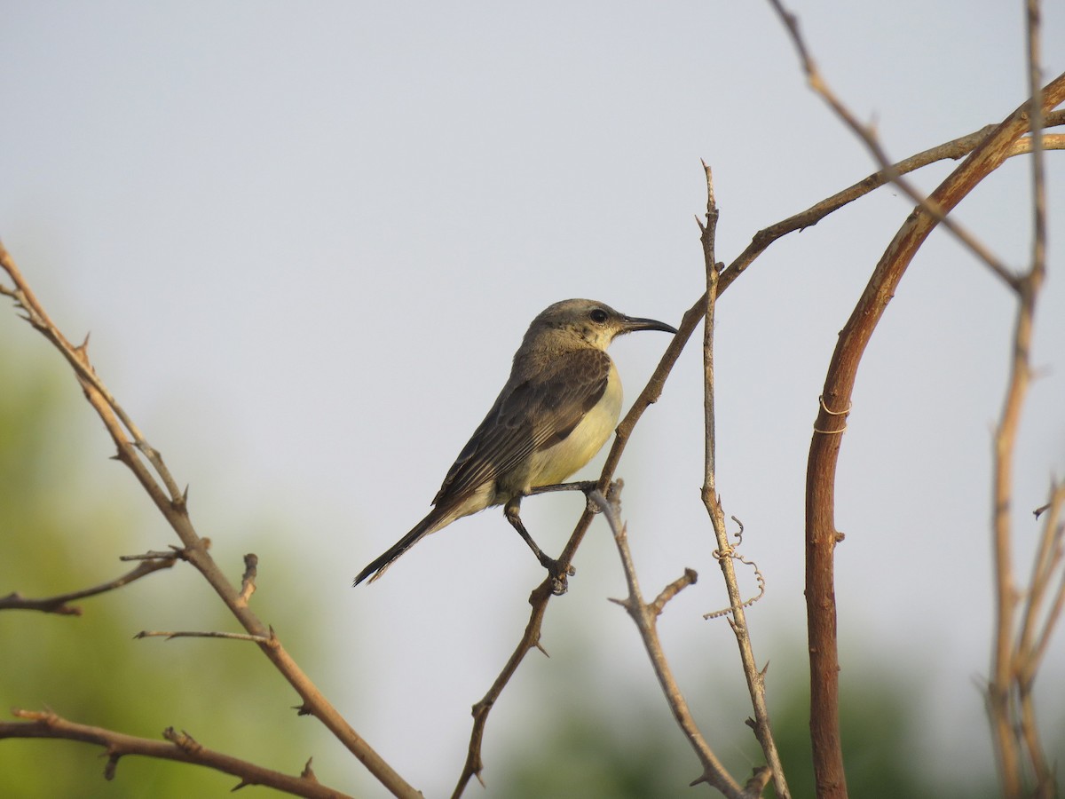 Nile Valley Sunbird - ML632708205