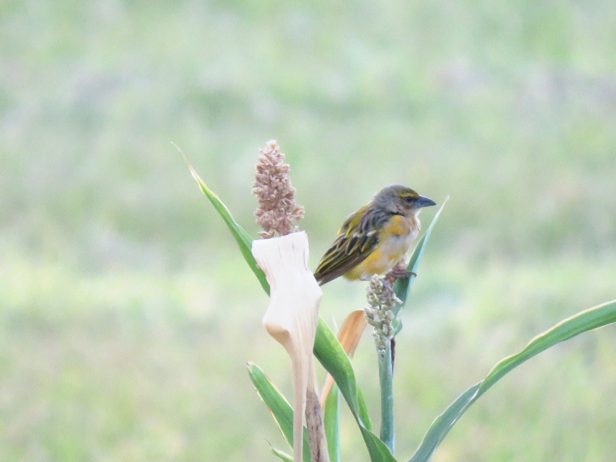 Northern Masked-Weaver - ML632708262