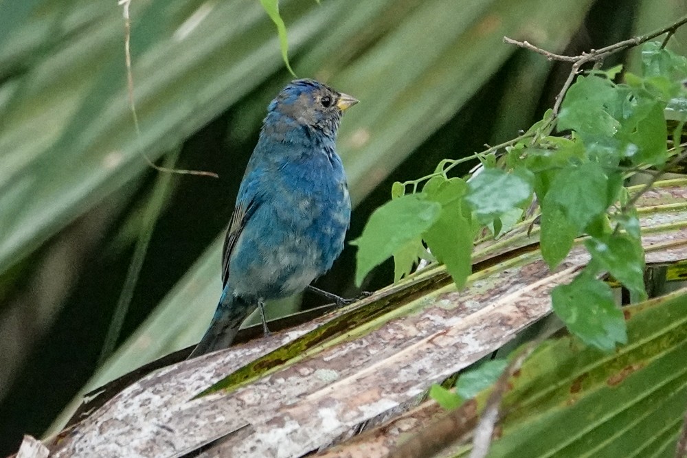 Indigo Bunting - ML632708299