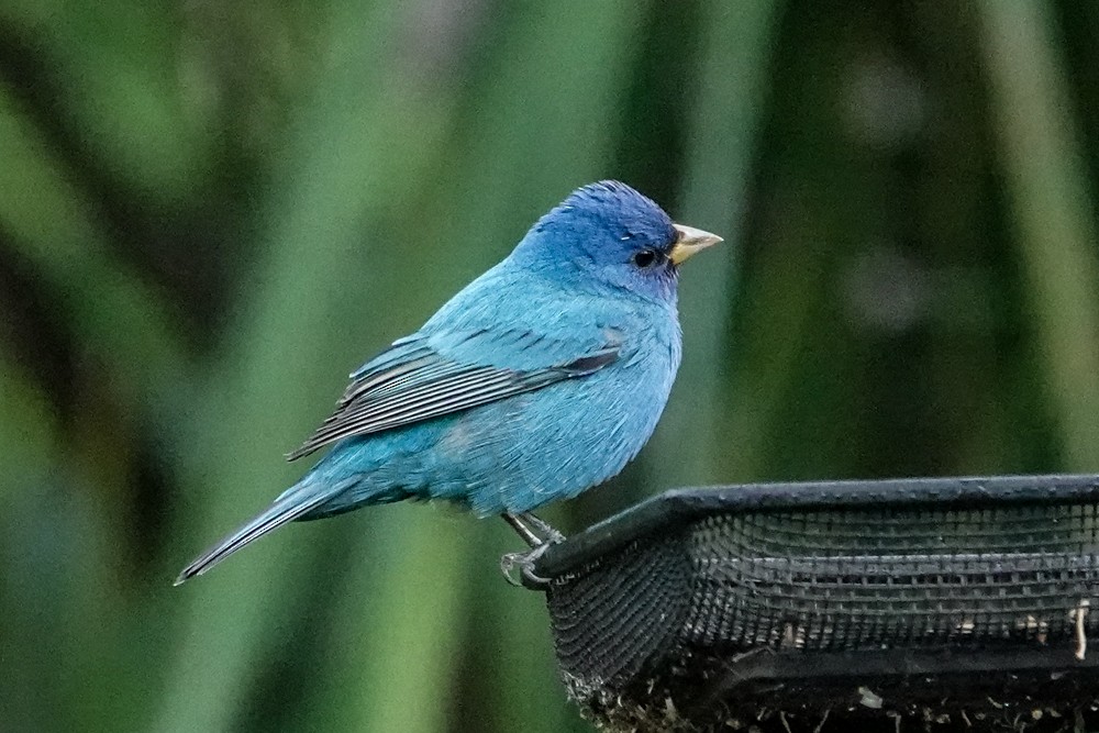 Indigo Bunting - ML632708300