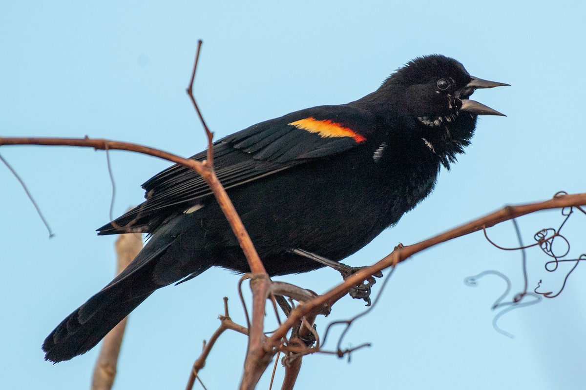 Red-winged Blackbird (Red-winged) - ML632708315