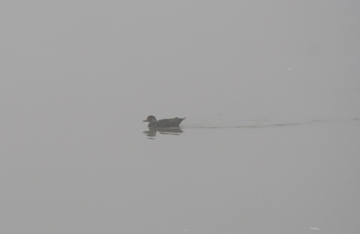 Black Scoter - ML632708482