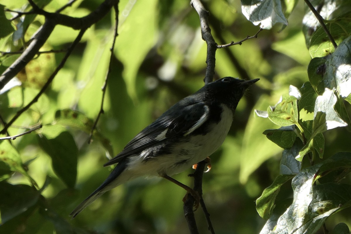 Black-throated Blue Warbler - ML632708592
