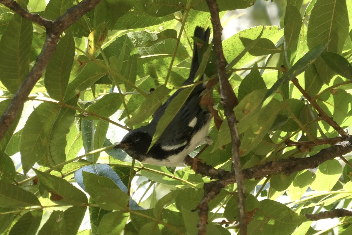 Black-throated Blue Warbler - ML632708597
