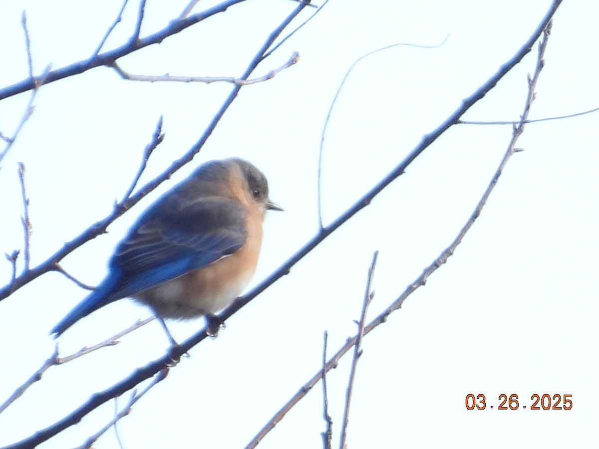 Eastern Bluebird - ML632708622