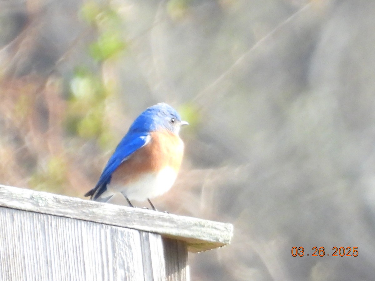 Eastern Bluebird - ML632708627