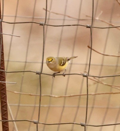 zelenáček bělooký - ML632708636