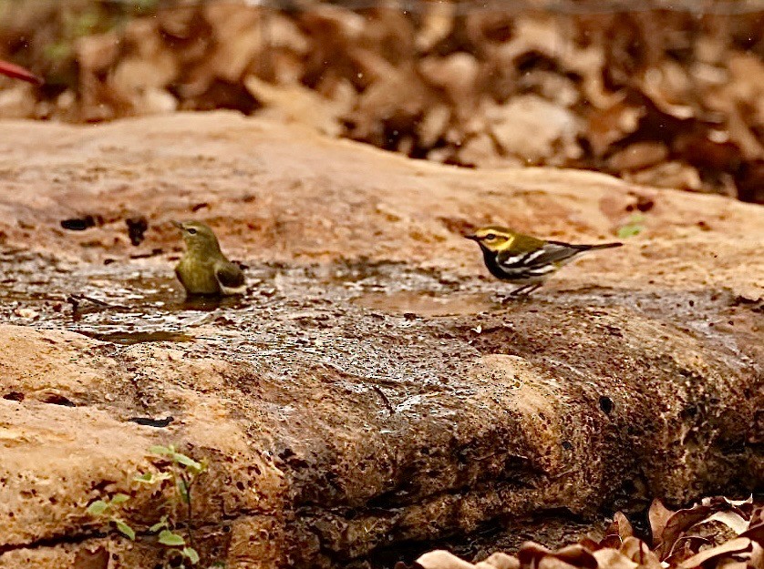 lesňáček proužkoboký - ML632708654