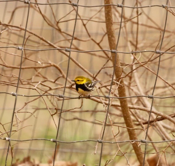 lesňáček proužkoboký - ML632708655