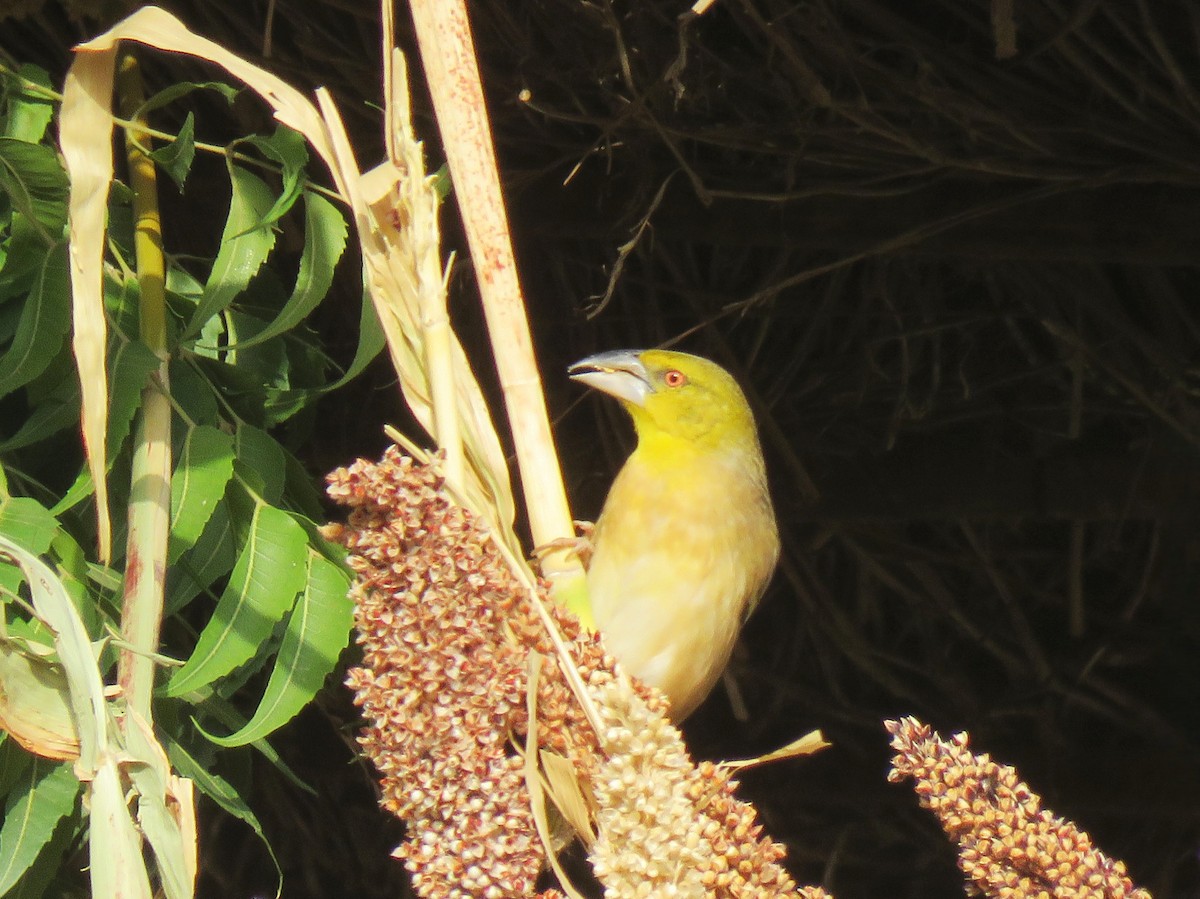 Village Weaver - ML632708672
