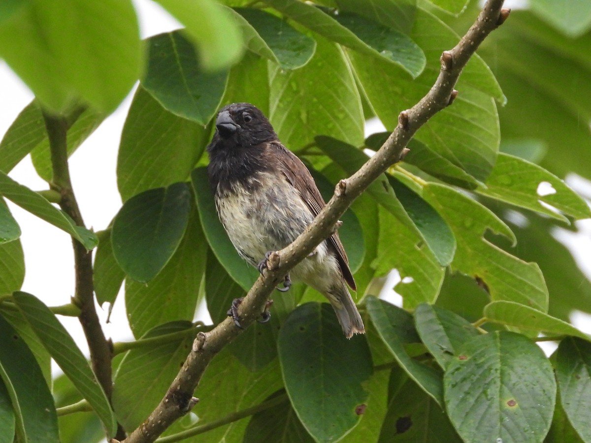Large Tree-Finch - ML632708674