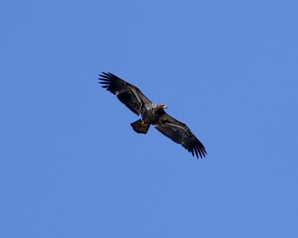 Bald Eagle - ML632708713