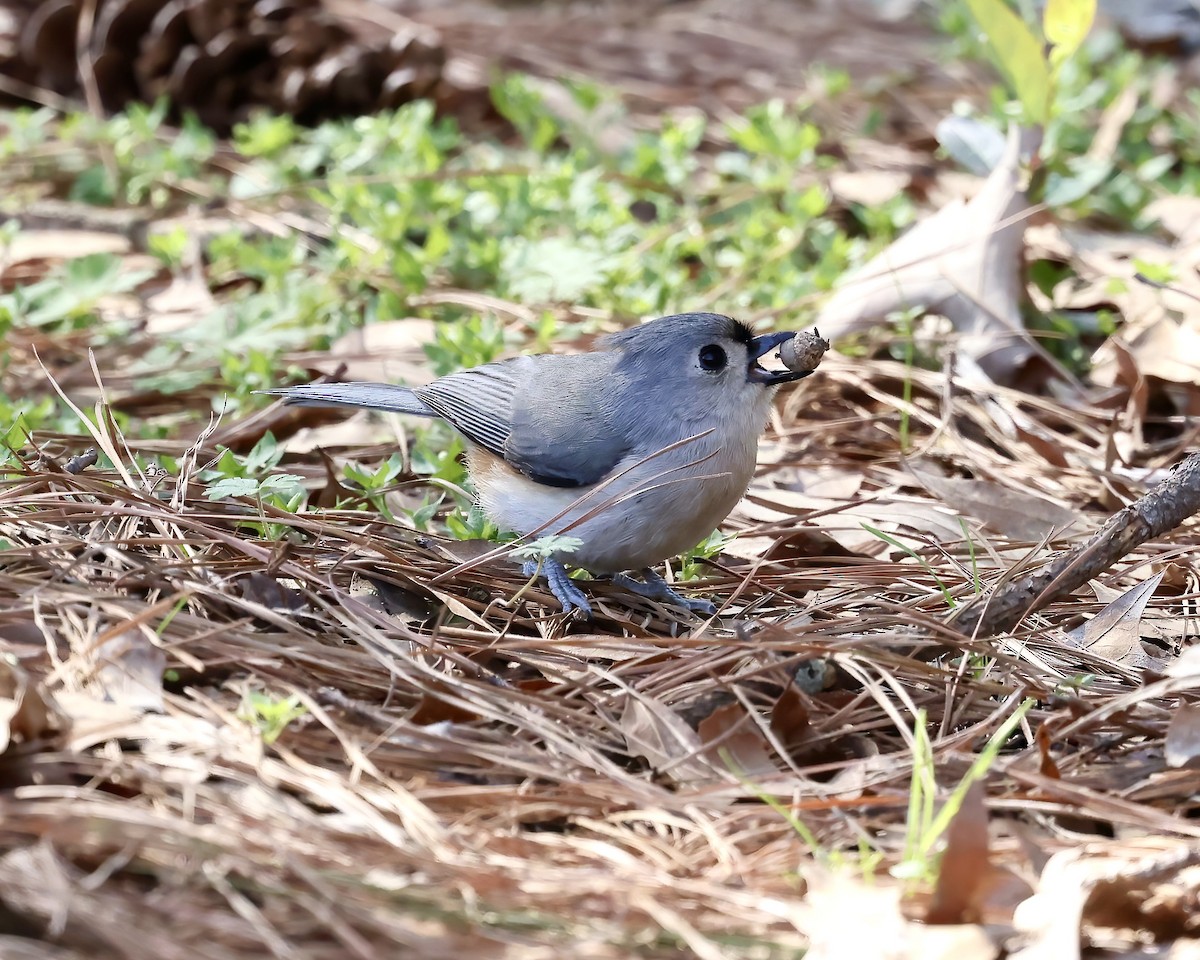 Tufted Titmouse - ML632708720