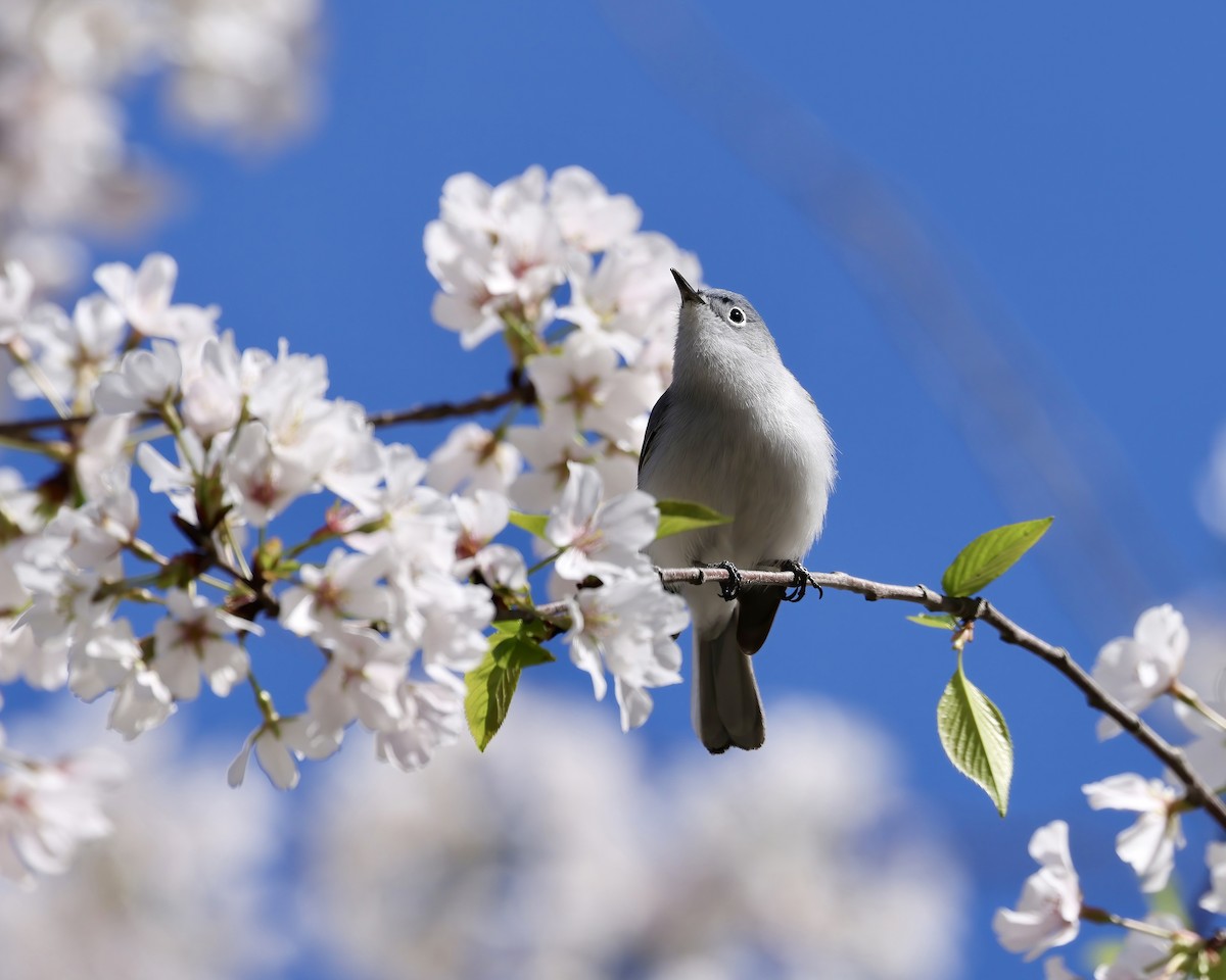 Blue-gray Gnatcatcher - ML632708731