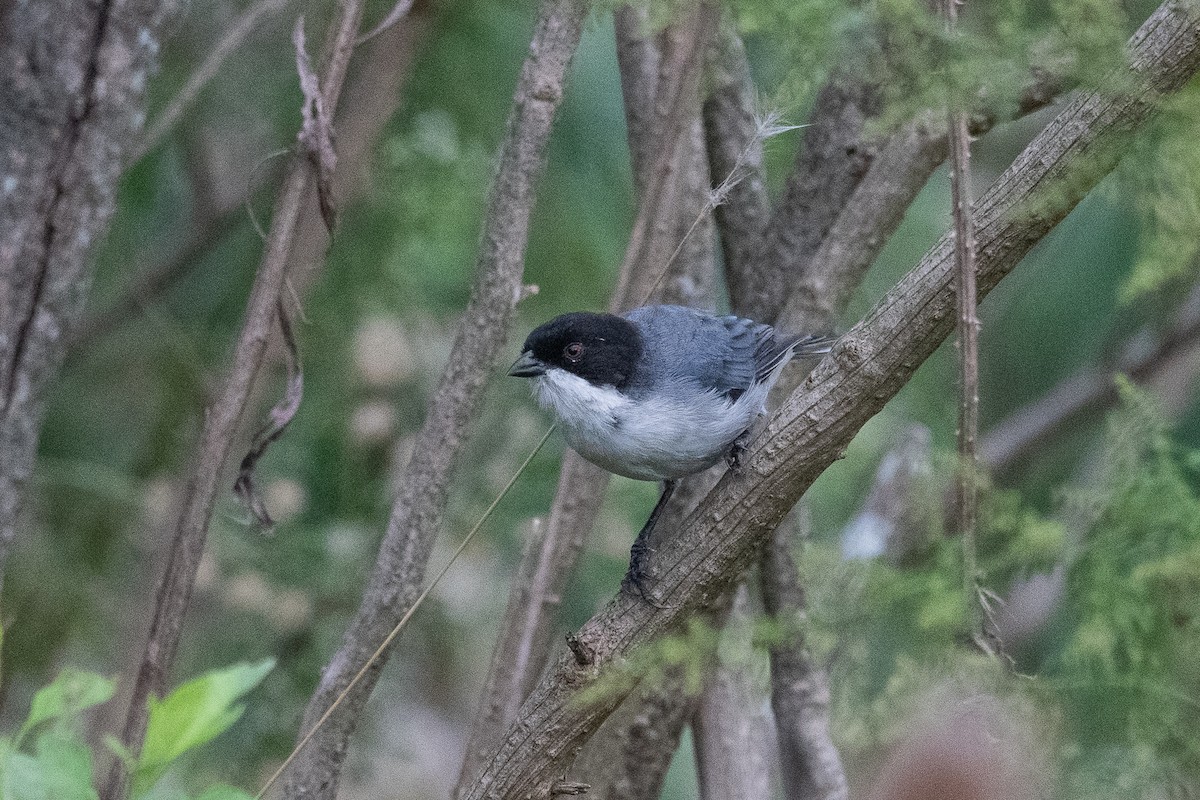 Black-capped Warbling Finch - ML632708743