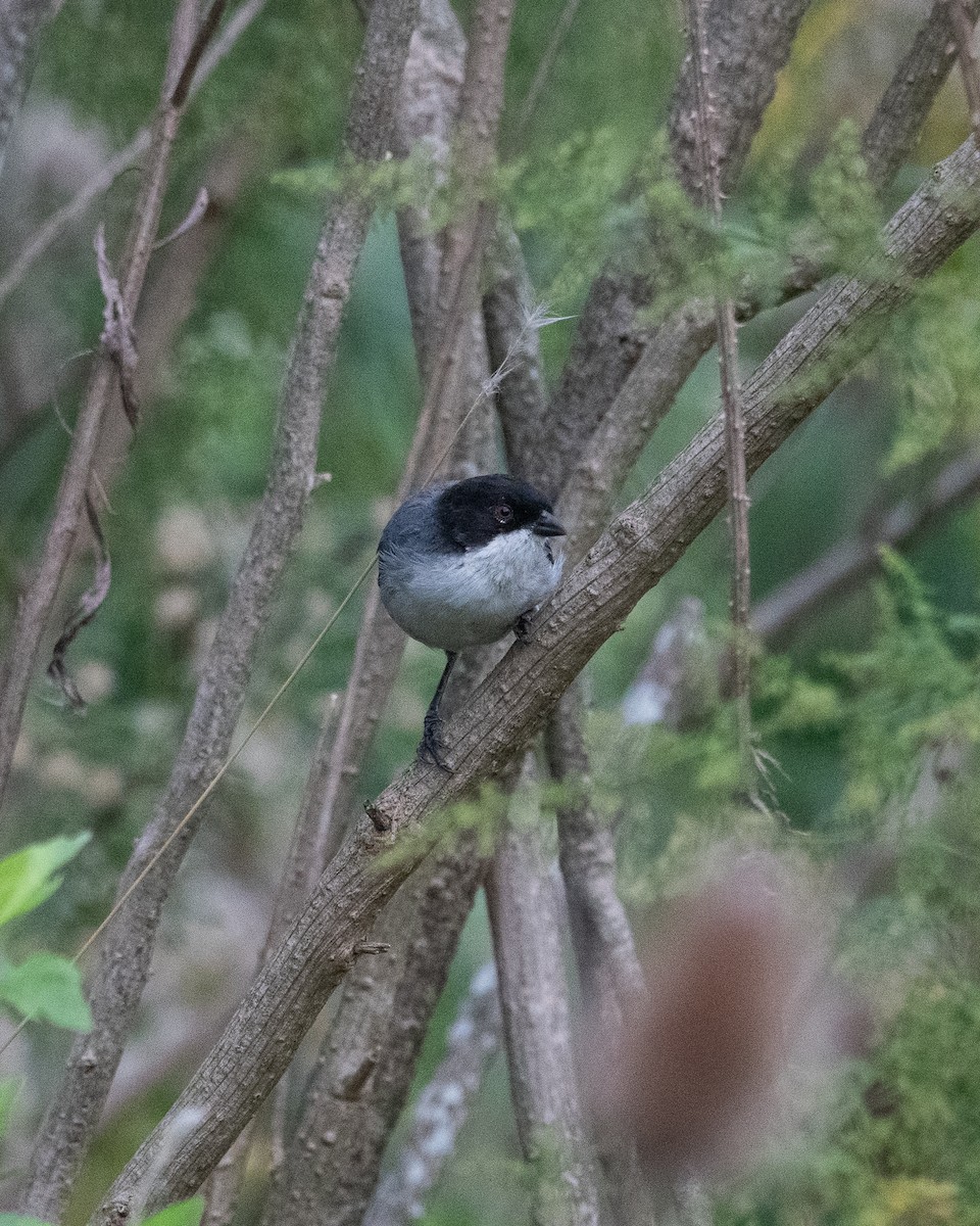 Black-capped Warbling Finch - ML632708744