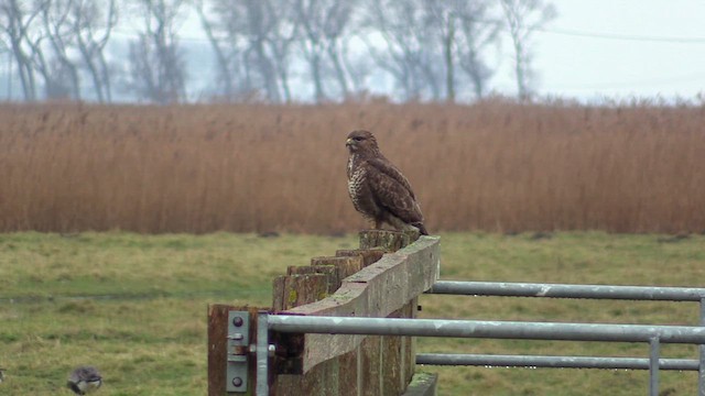 Buse variable - ML632708752