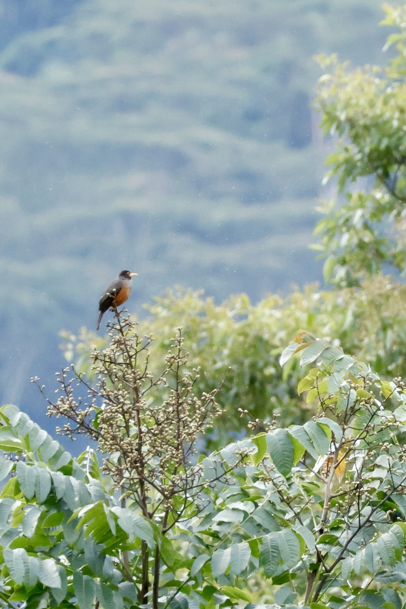 Chestnut-bellied Thrush - ML632708781