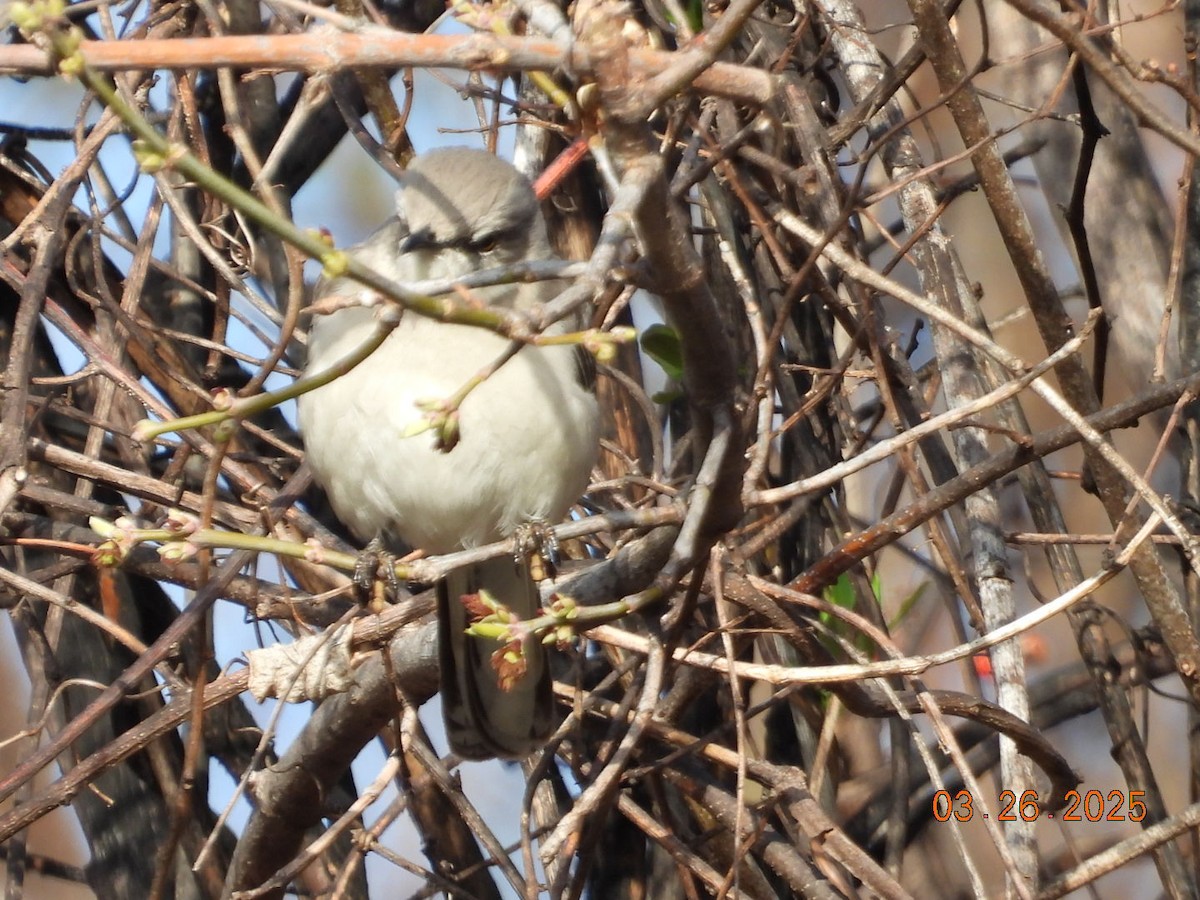 Northern Mockingbird - ML632708820