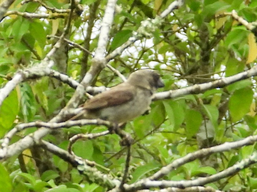 Large Tree-Finch - ML632708821