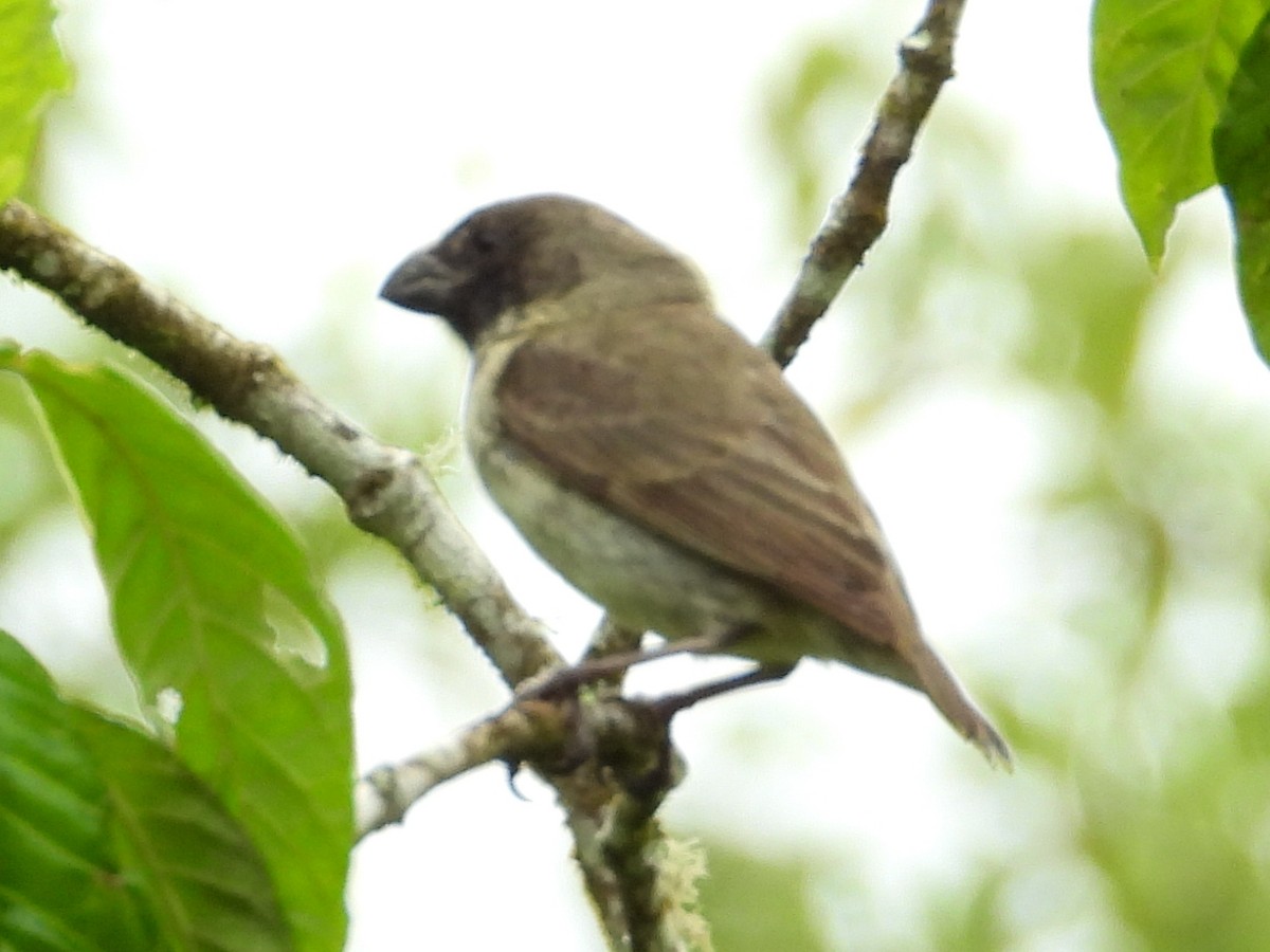 Large Tree-Finch - ML632708828