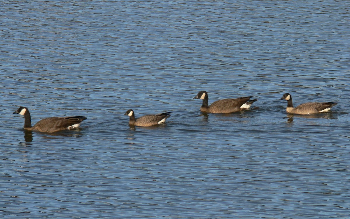 Canada Goose (occidentalis/fulva) - ML632708959