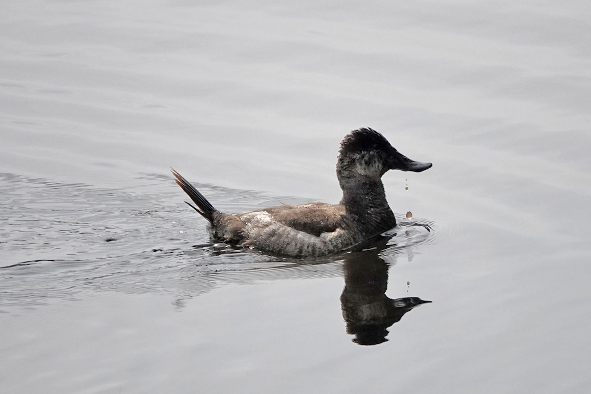 Ruddy Duck - ML632709231